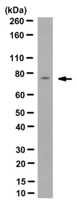 MilliporeSigma anti-Synapsin-1 Clone: MEGS3-10A, 100&mu;L, Unlabeled:Antibodies,